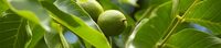 Almonds are harvested in August. The outside of the 'core' of this fruit is cracked; the fleece is removed by blanching the almonds shortly.